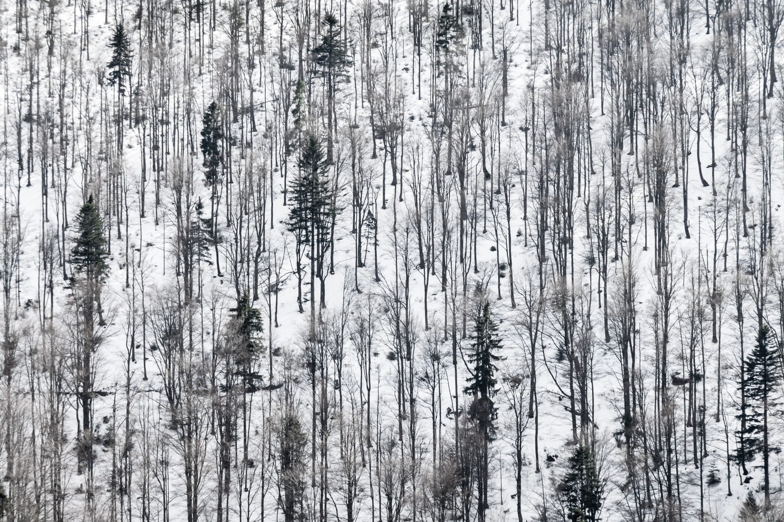 Polska - Beskid Niski