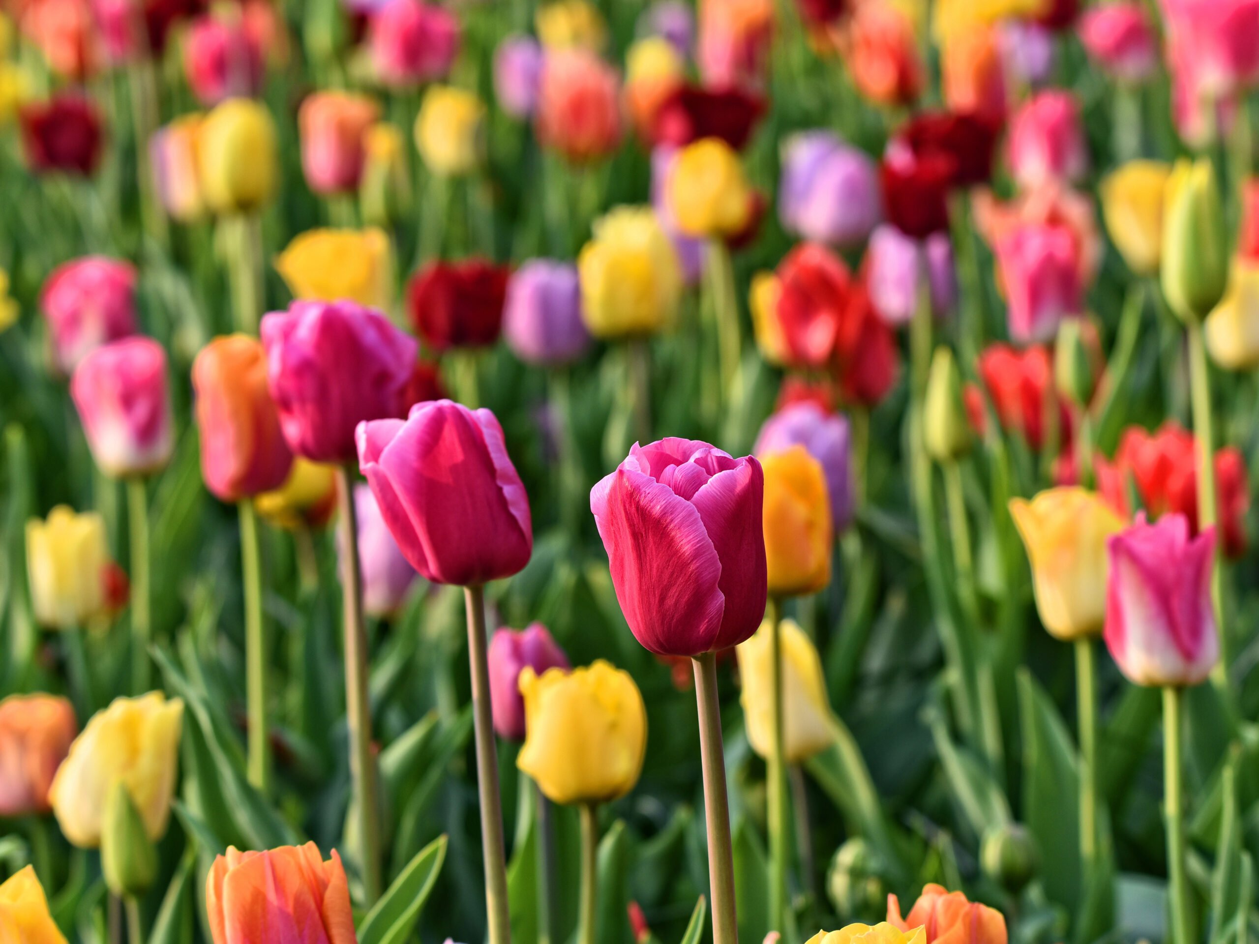 W krainie wiatraków i tulipanów